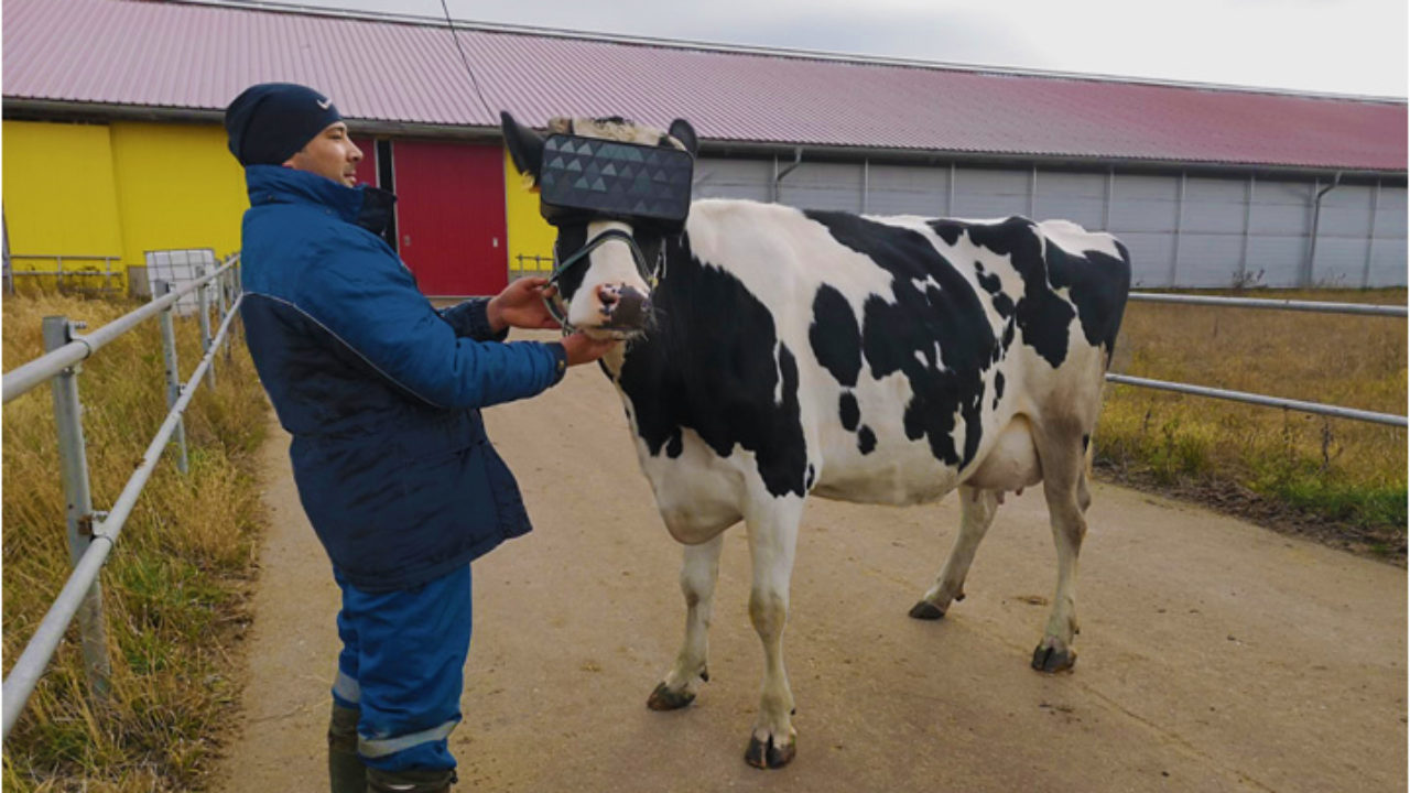 Russian Farmers Using VR To Calm Their Cows And Increase Milk Production -  VRScout